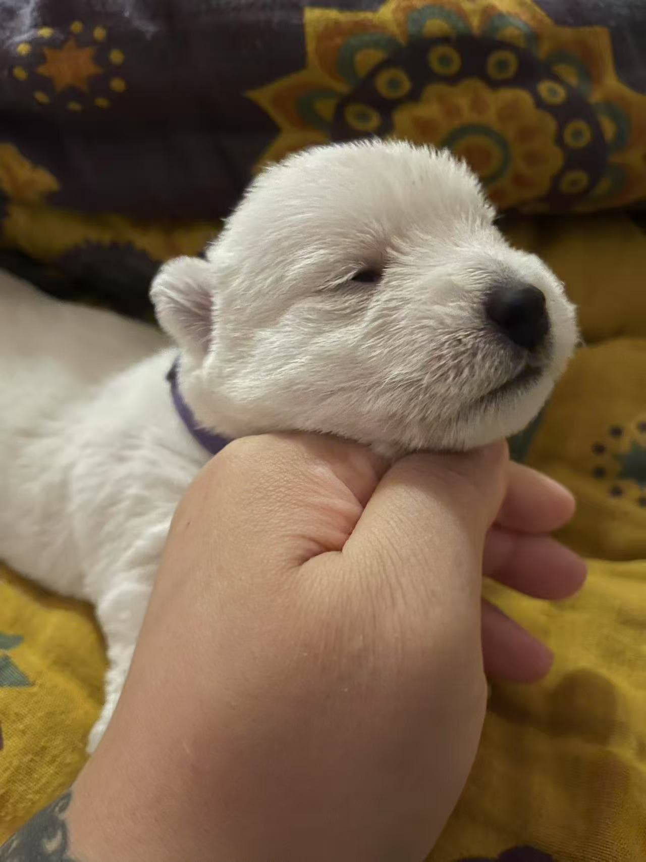 DeRoi Westie - 幼犬