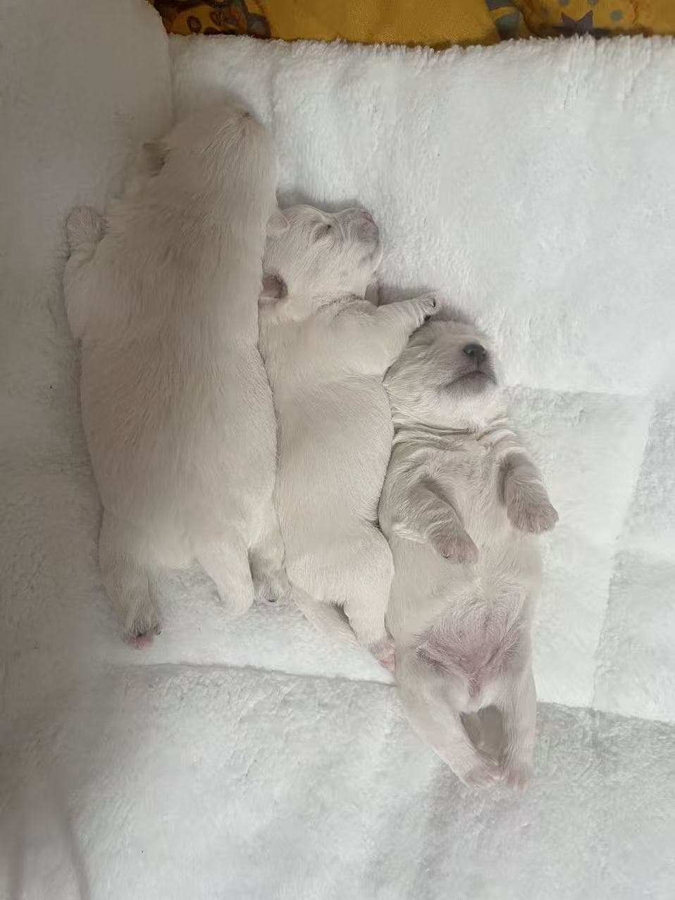 DeRoi Westie - 幼犬