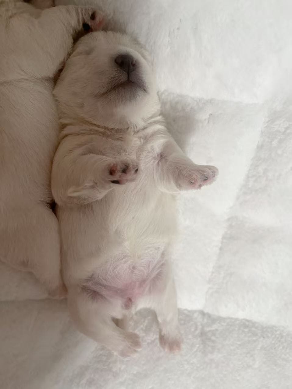 DeRoi Westie - 幼犬