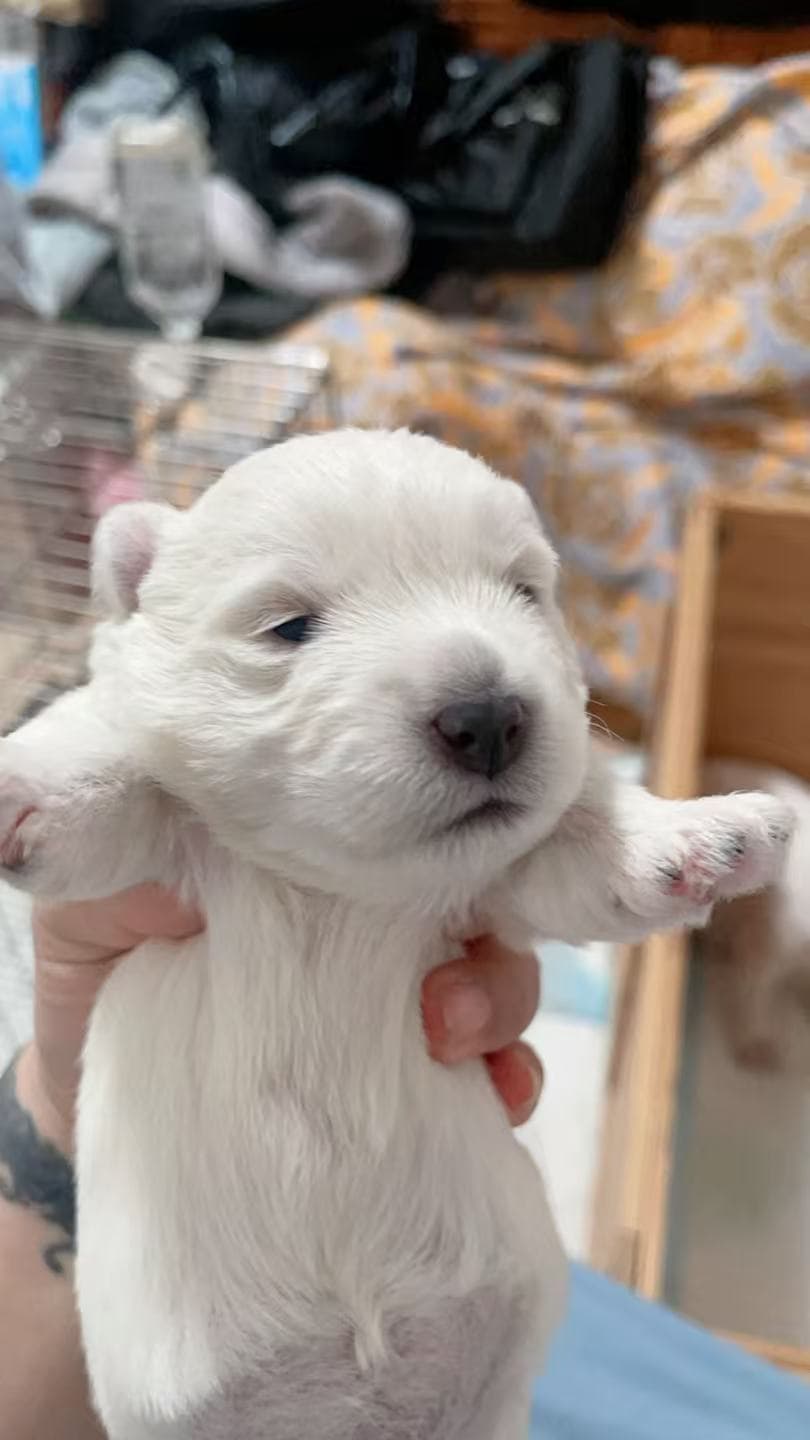 DeRoi Westie - 幼犬