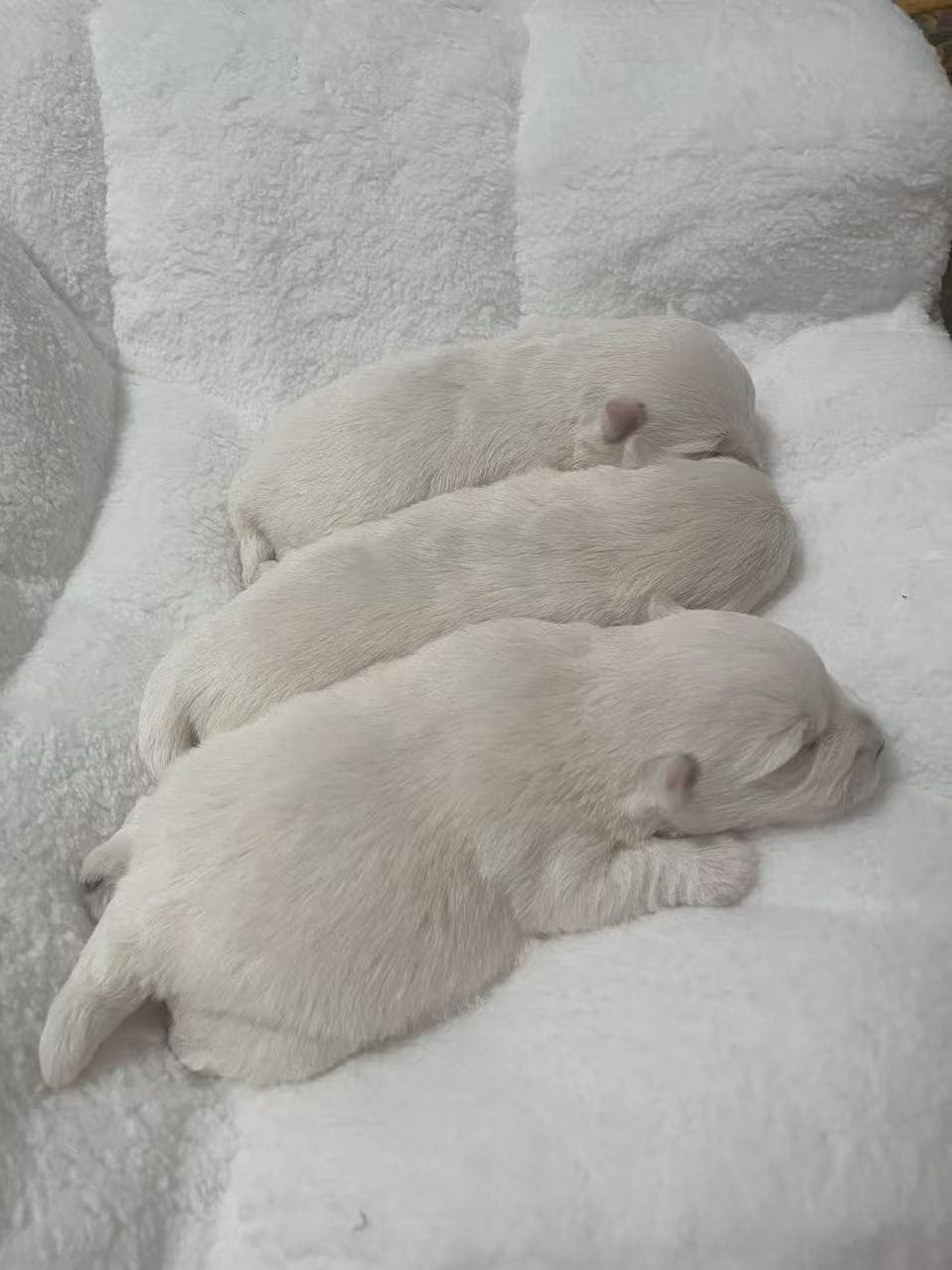 DeRoi Westie - 幼犬