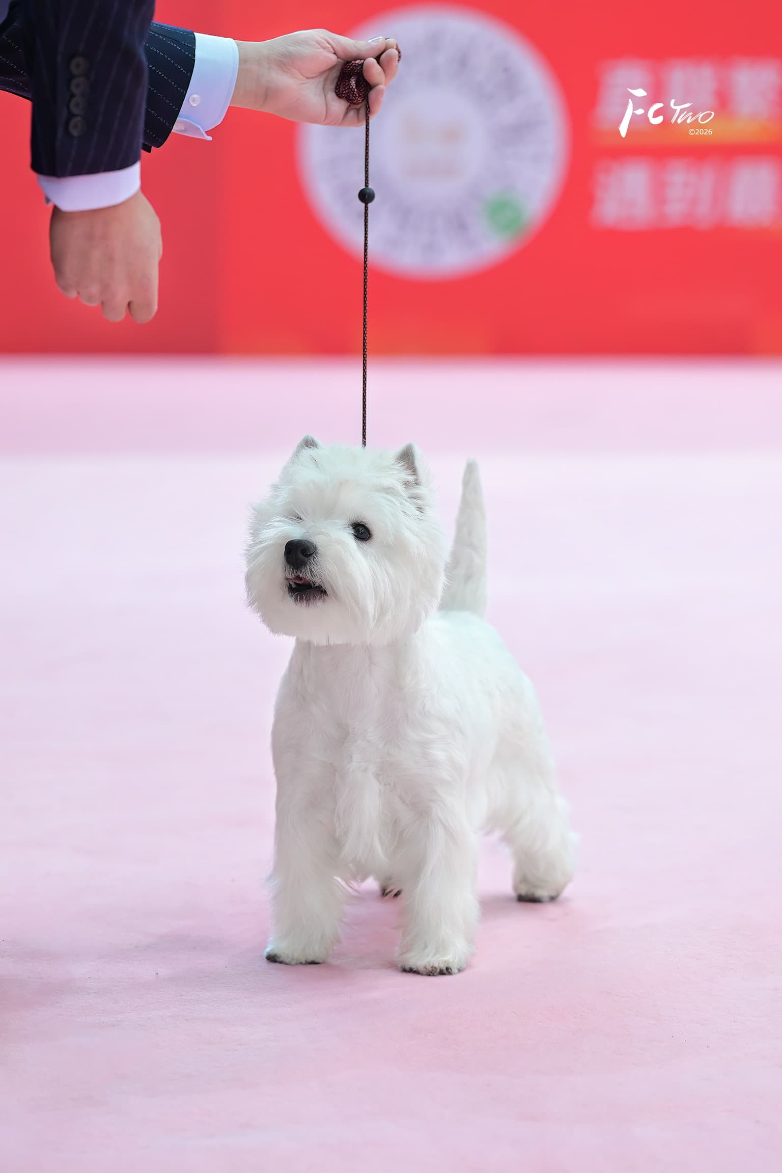 DeRoi Westie - 赛场