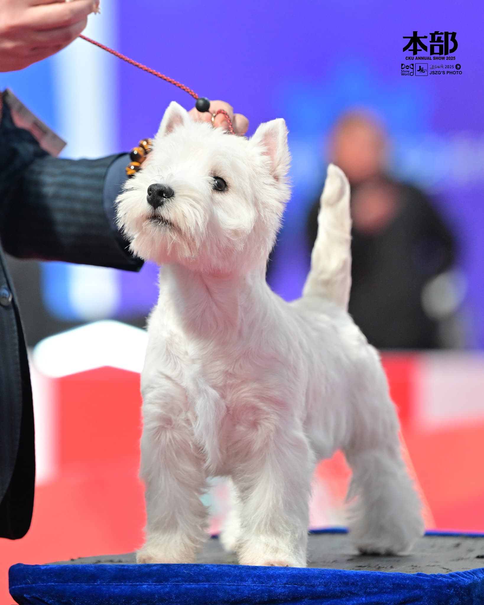 DeRoi Westie - 赛场