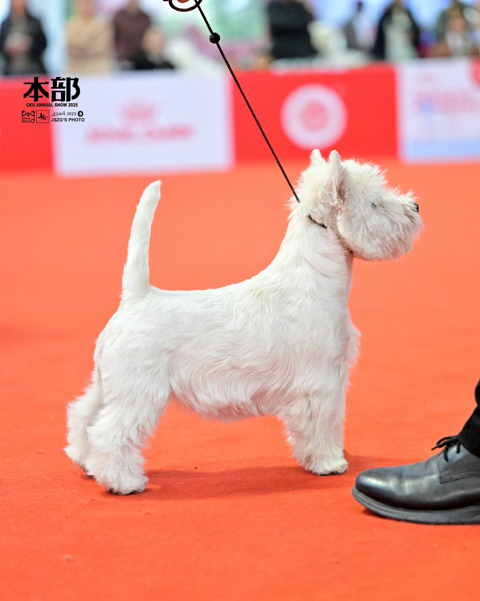 DeRoi Westie - 赛场