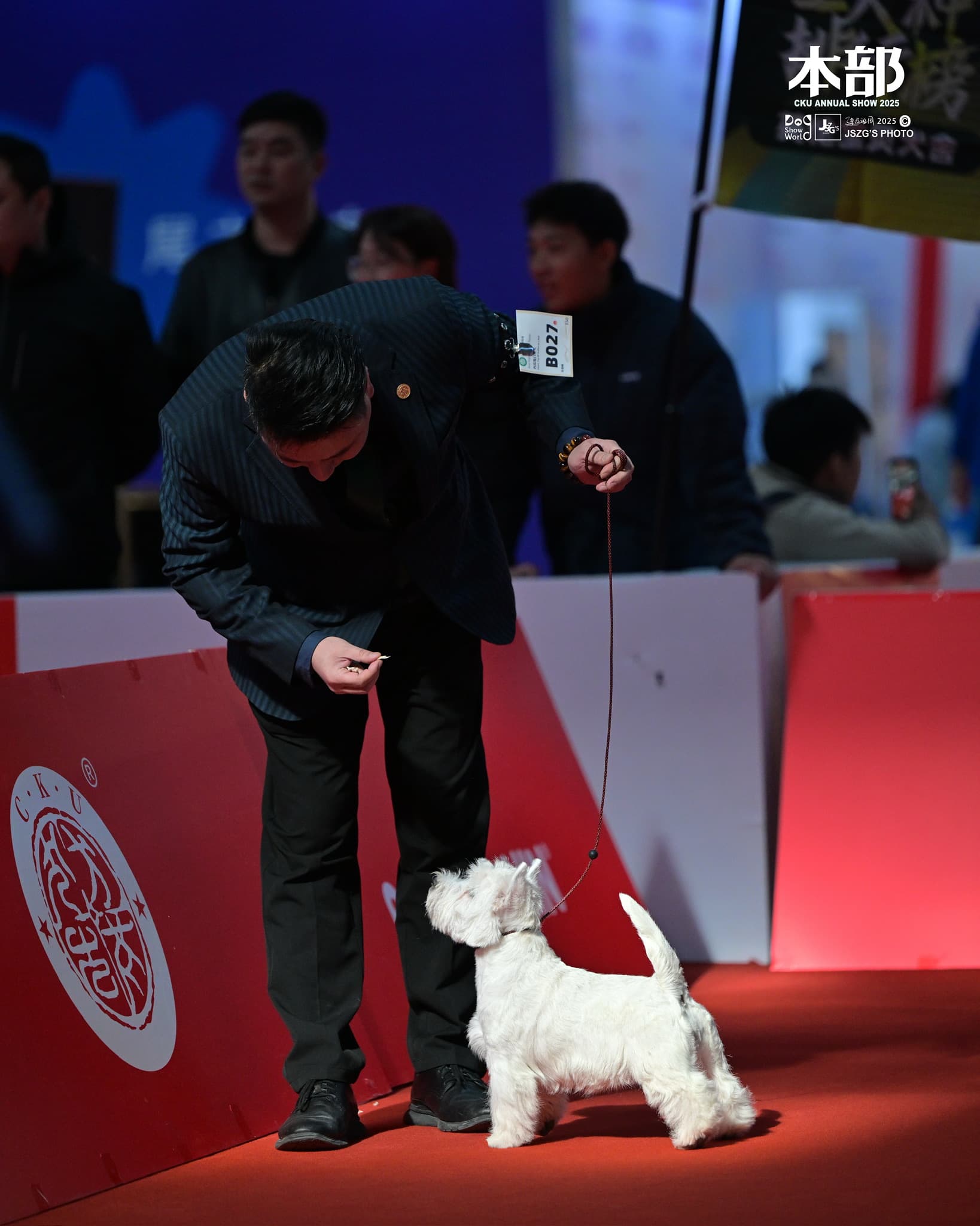 DeRoi Westie - 赛场