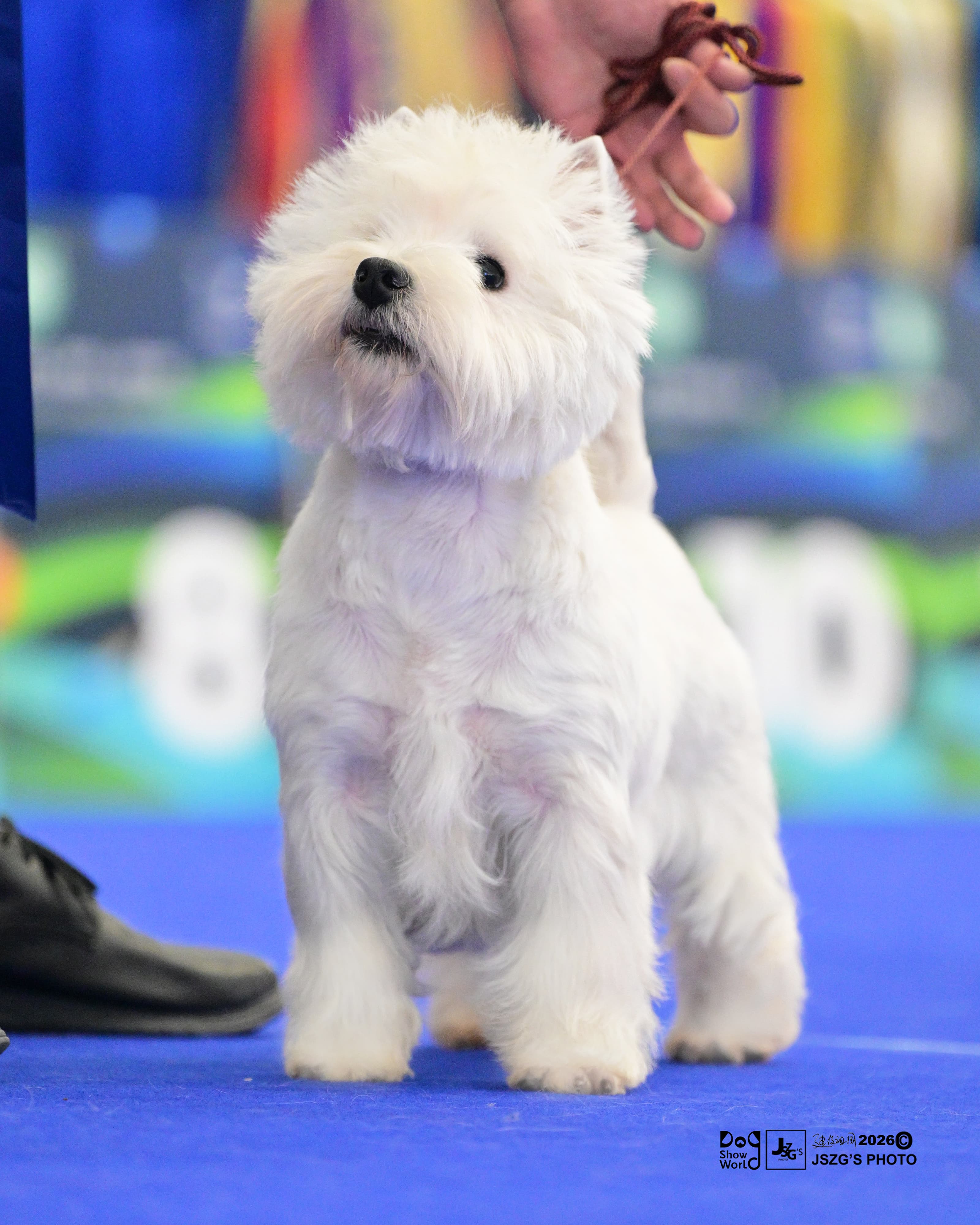 DeRoi Westie - 赛场