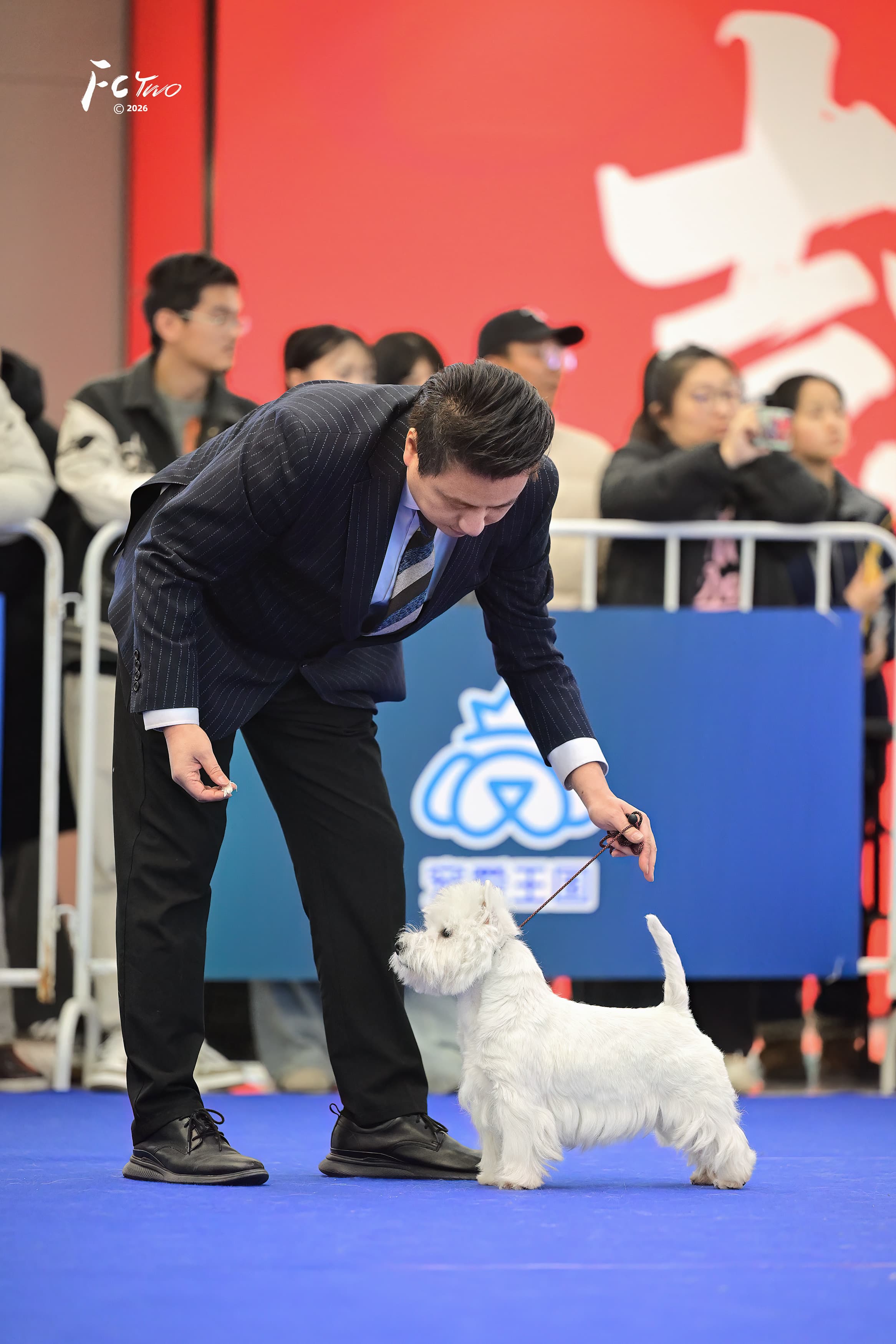 DeRoi Westie - 赛场