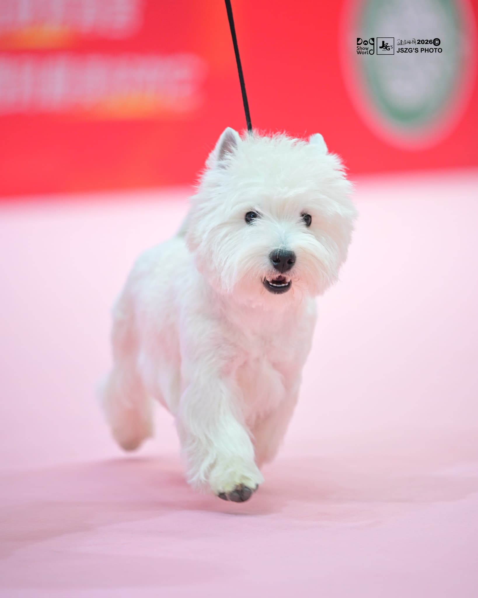 DeRoi Westie - 赛场