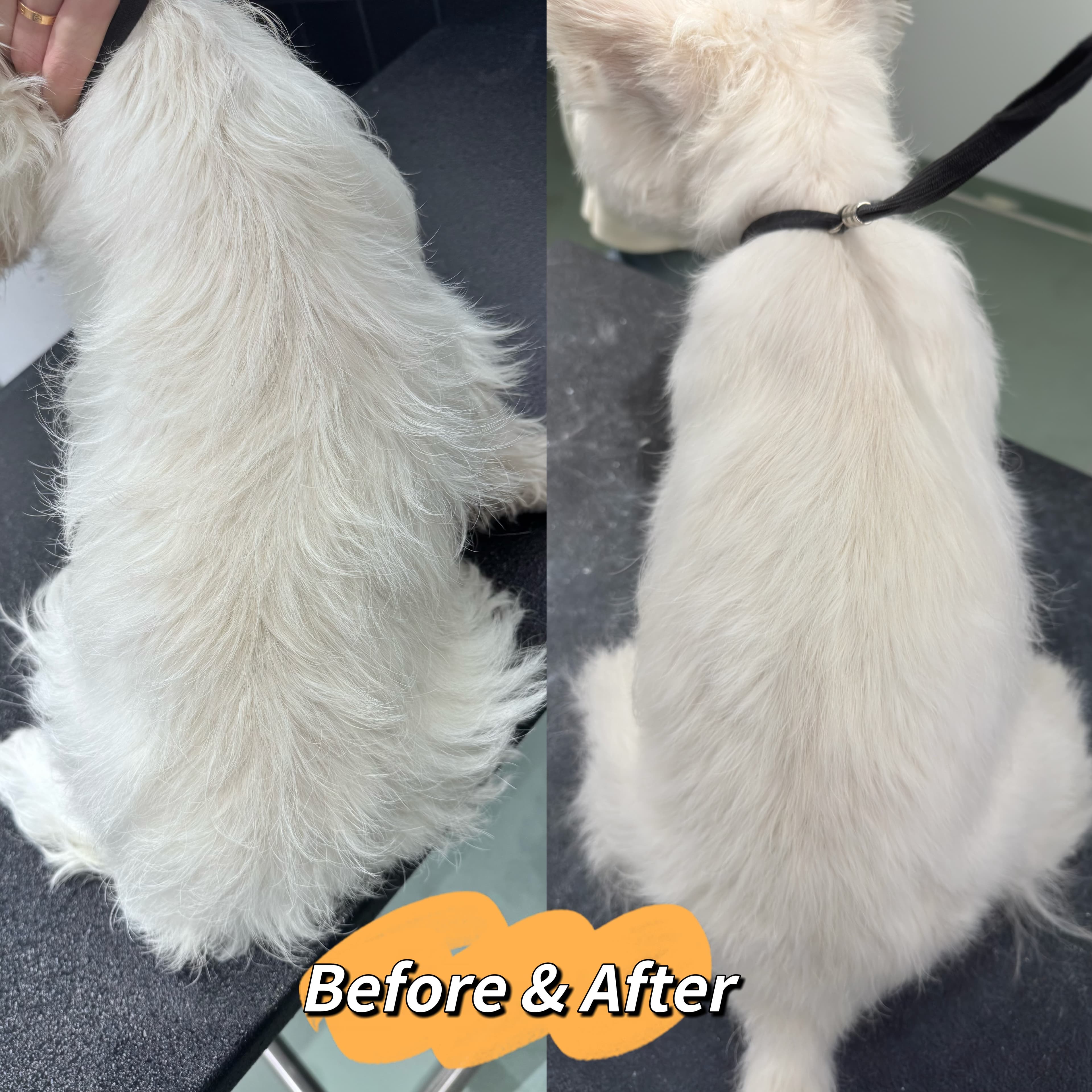 西高地循环（周期拔毛）